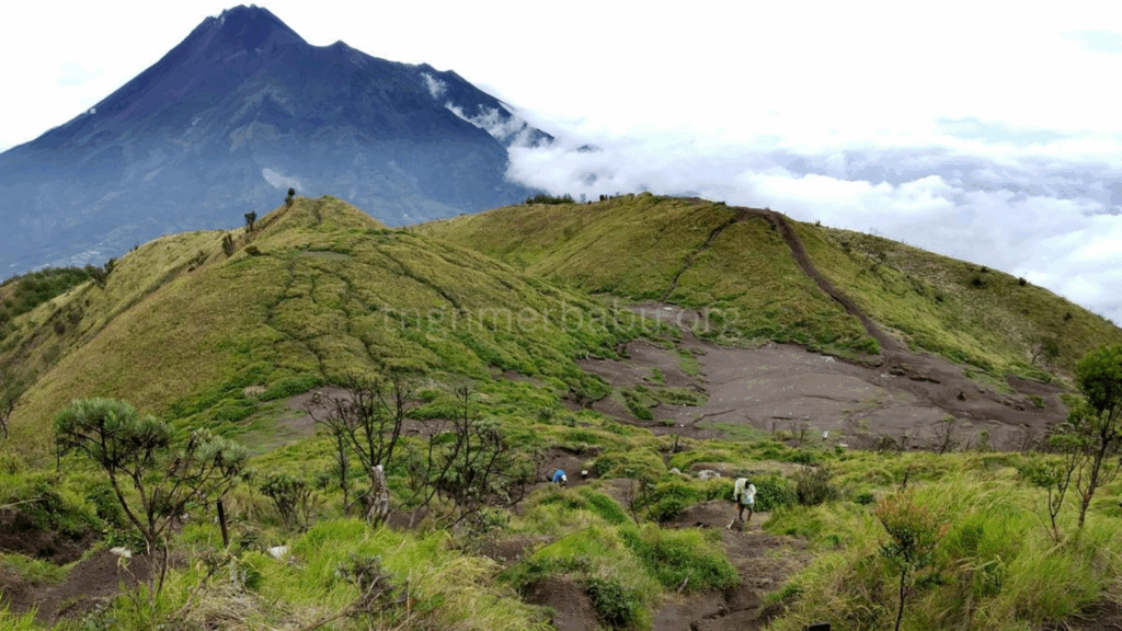 tngnmerbabu.org
